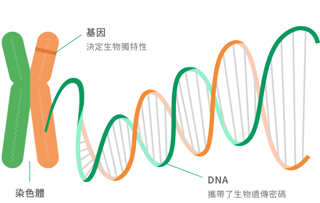延伸說明：咩係基因？