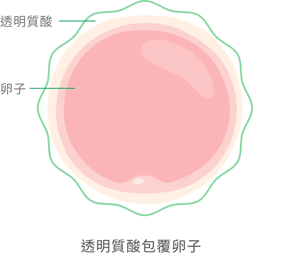 透明質酸包覆卵子