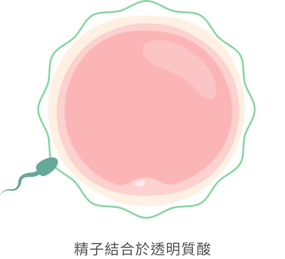 精子結合於透明質酸