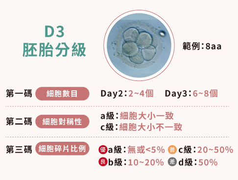 D3胚胎分級代表意義