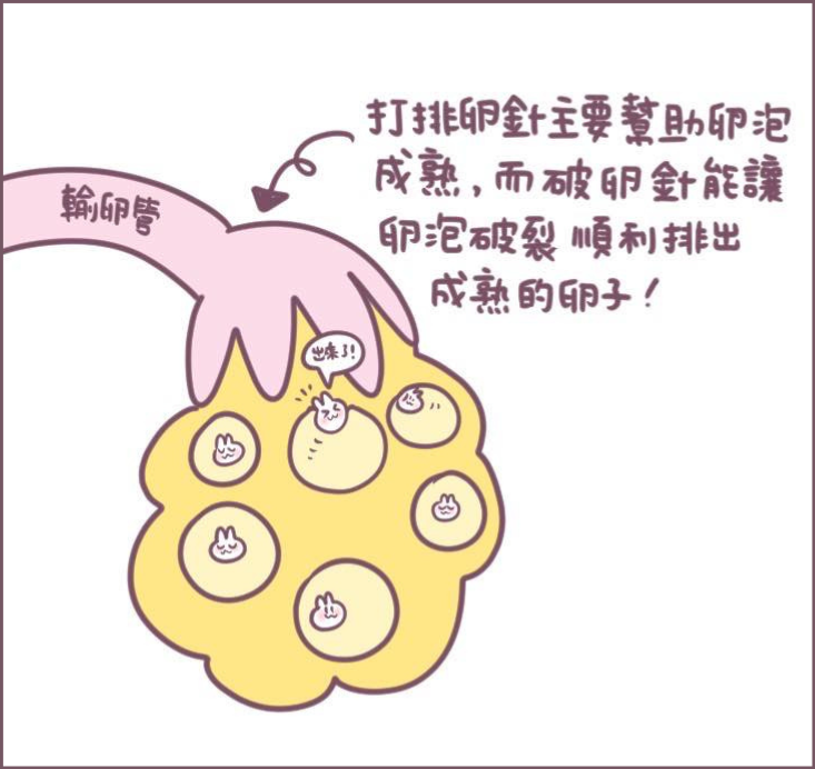 施打排卵針過程分享-4/不死兔圖文授權 施打排卵針過程分享-4/不死兔圖文授權