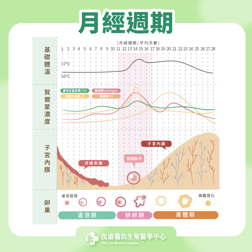 月經週期圖