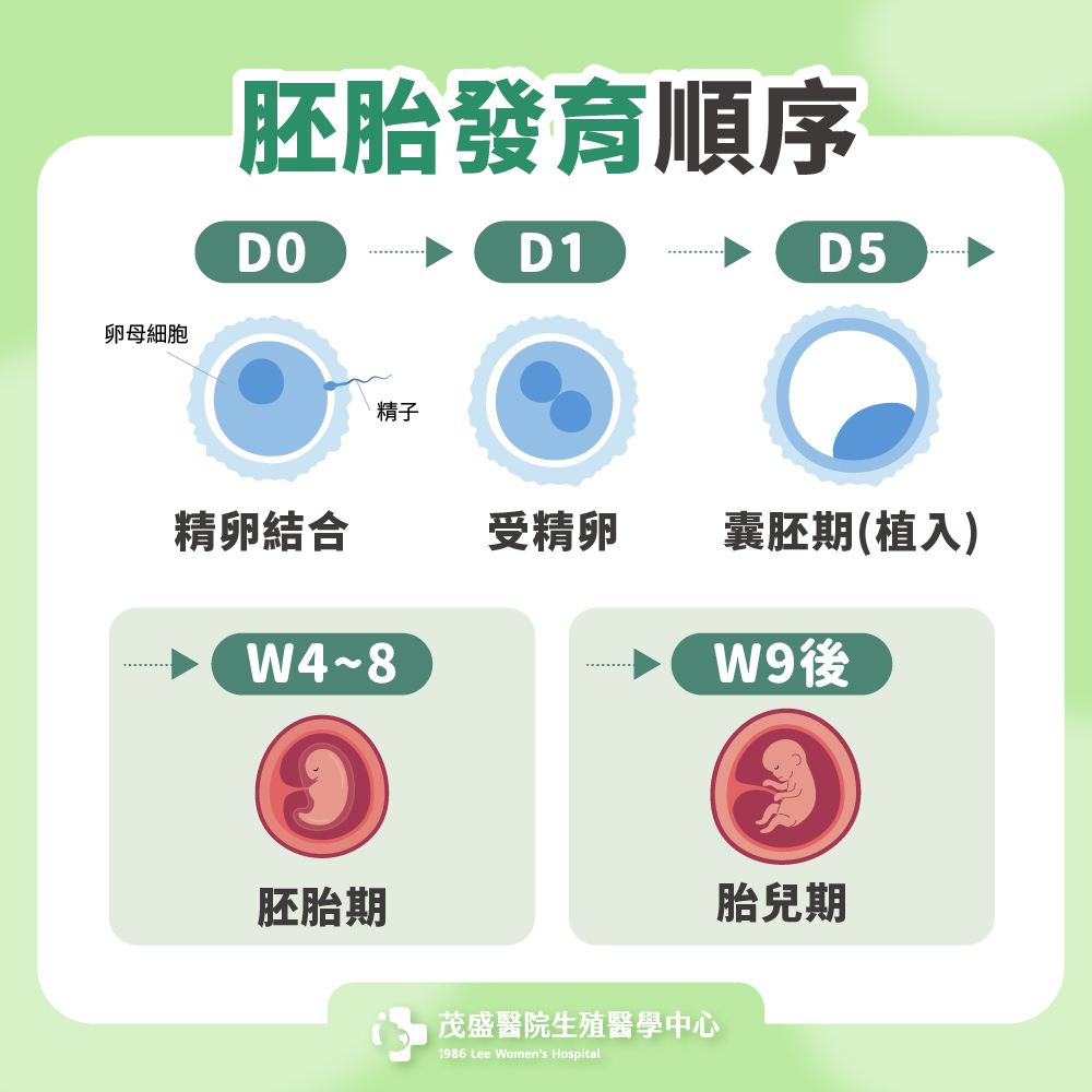 胚胎發育順序