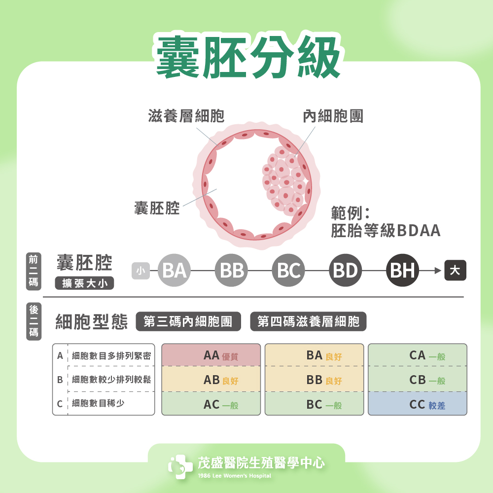 Day 5 囊胚分級與其意義