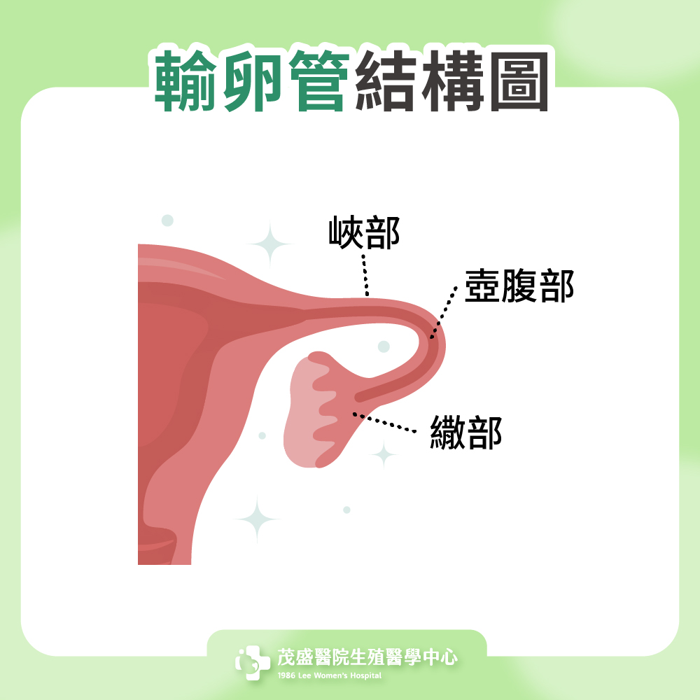 輸卵管結構圖